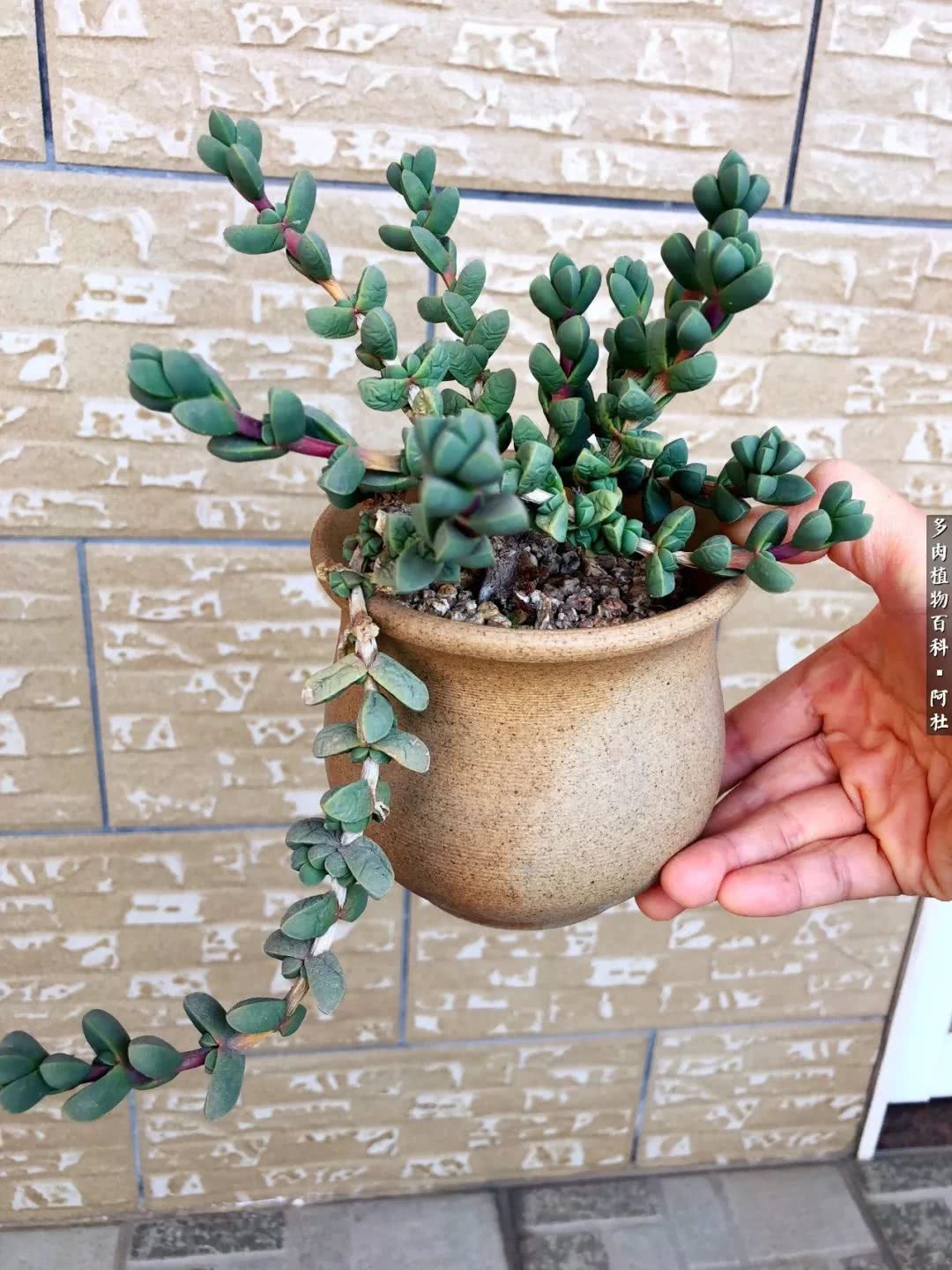 多肉有毒没毒,多肉有毒有毒