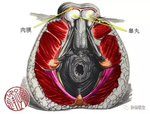 医学笔记︱男性会阴部的肌肉系统（中肛管水平）：（下）
