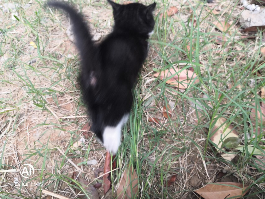 猫宠物推荐,猫宠物视频大全搞笑