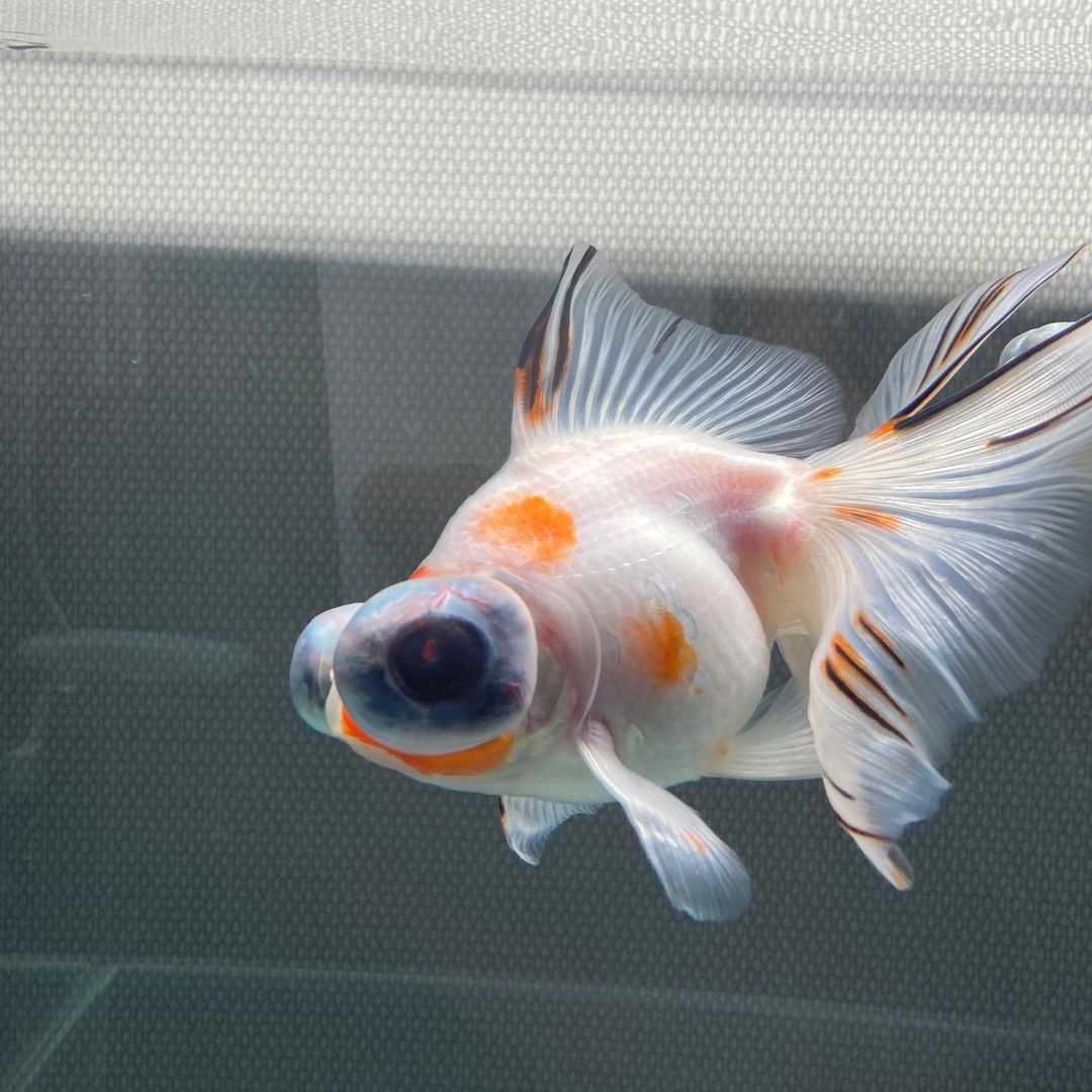 鹤顶红金鱼不建议新手养,金鱼怎么养才能更好