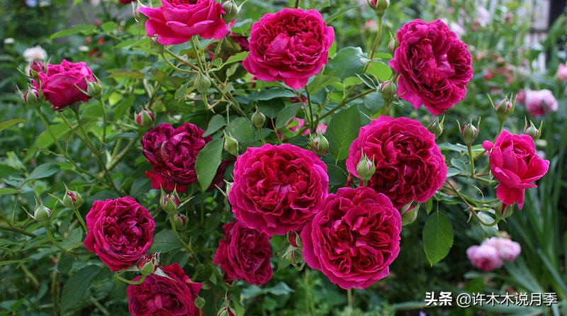 买到假月季苗怎么办,怎样网购月季不受骗