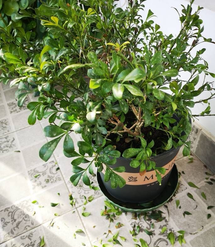 米兰花什么品种好养还花香,米兰花怎么养叶子才会油绿有光泽