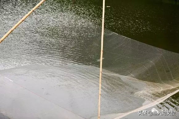 池塘拉网捕鱼完整版,池塘抬网捕鱼技巧