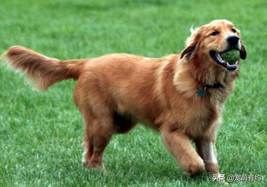 金毛真的很聪明吗能听懂人说话吗,金毛犬多大才会有智商