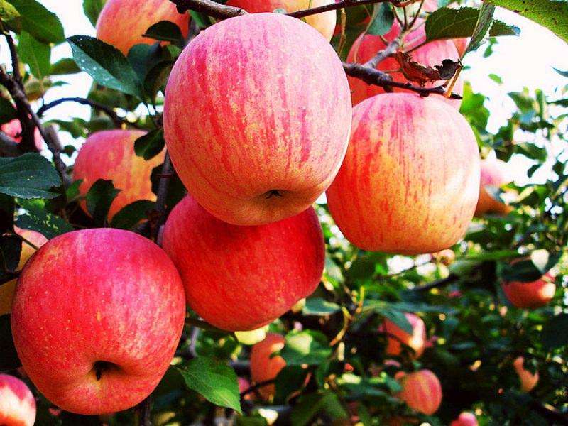 为什么刚摘的苹果没那么甜,为什么苹果看起来好的吃起来烂的