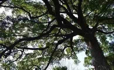 什么办法可以让大树连根死,如何让树自然死亡