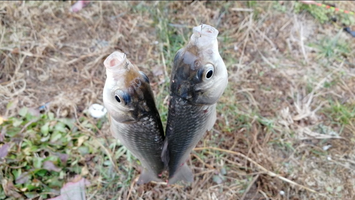 春季玩串钩,新式串钩的垂钓方法