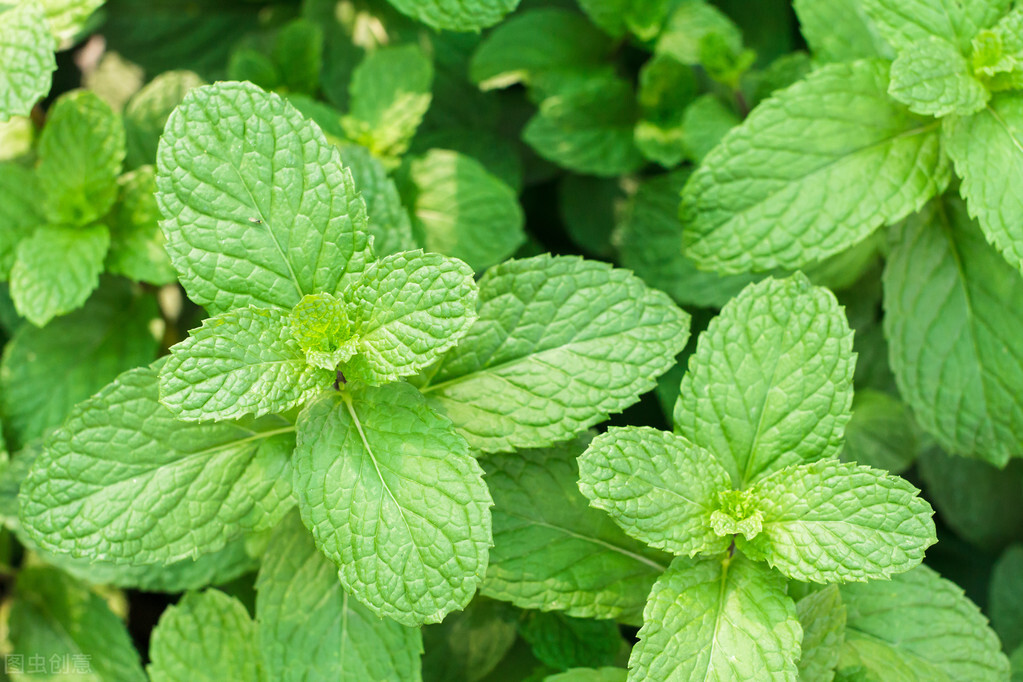 养薄荷会出现哪些问题,养薄荷为什么会死