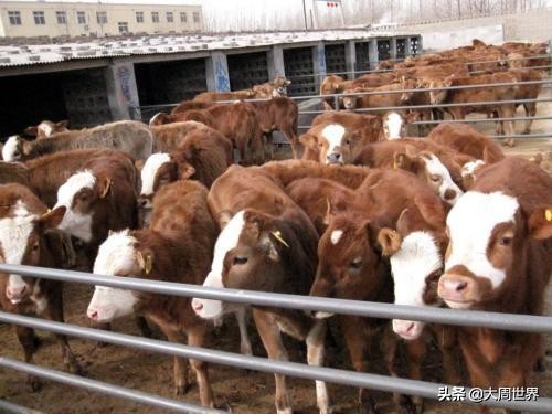 养殖业什么最赚钱农村风险小,2023年养殖业什么最赚钱农村