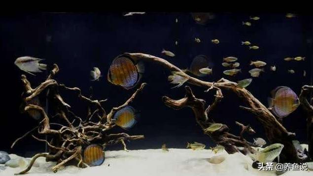 水质辟谣,鱼缸水浑浊要全部换水吗