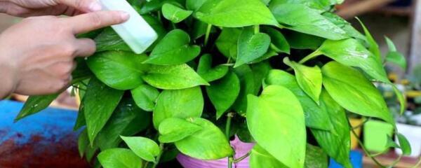 绿萝叶烂根发黑变黄是什么原因,绿萝怎么做不变黄