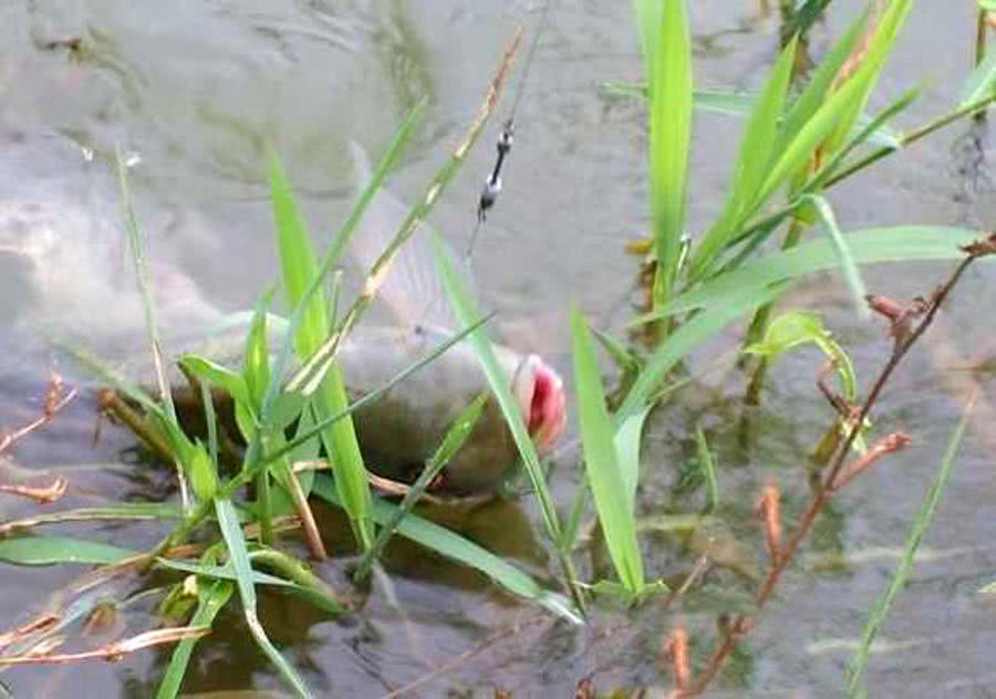 罗非鱼算不算入侵物种?离开非洲老家之后,它在全世界横行