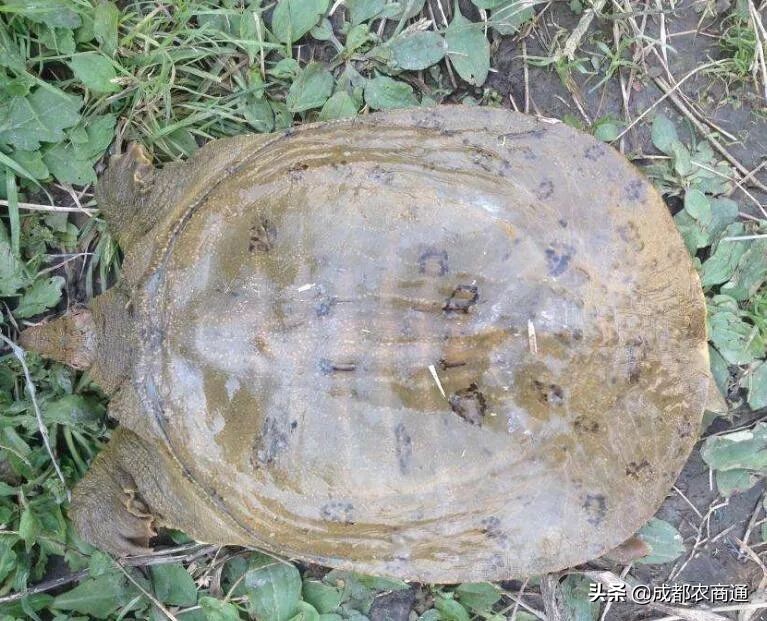 河南适合养殖哪种甲鱼,甲鱼的养殖方法