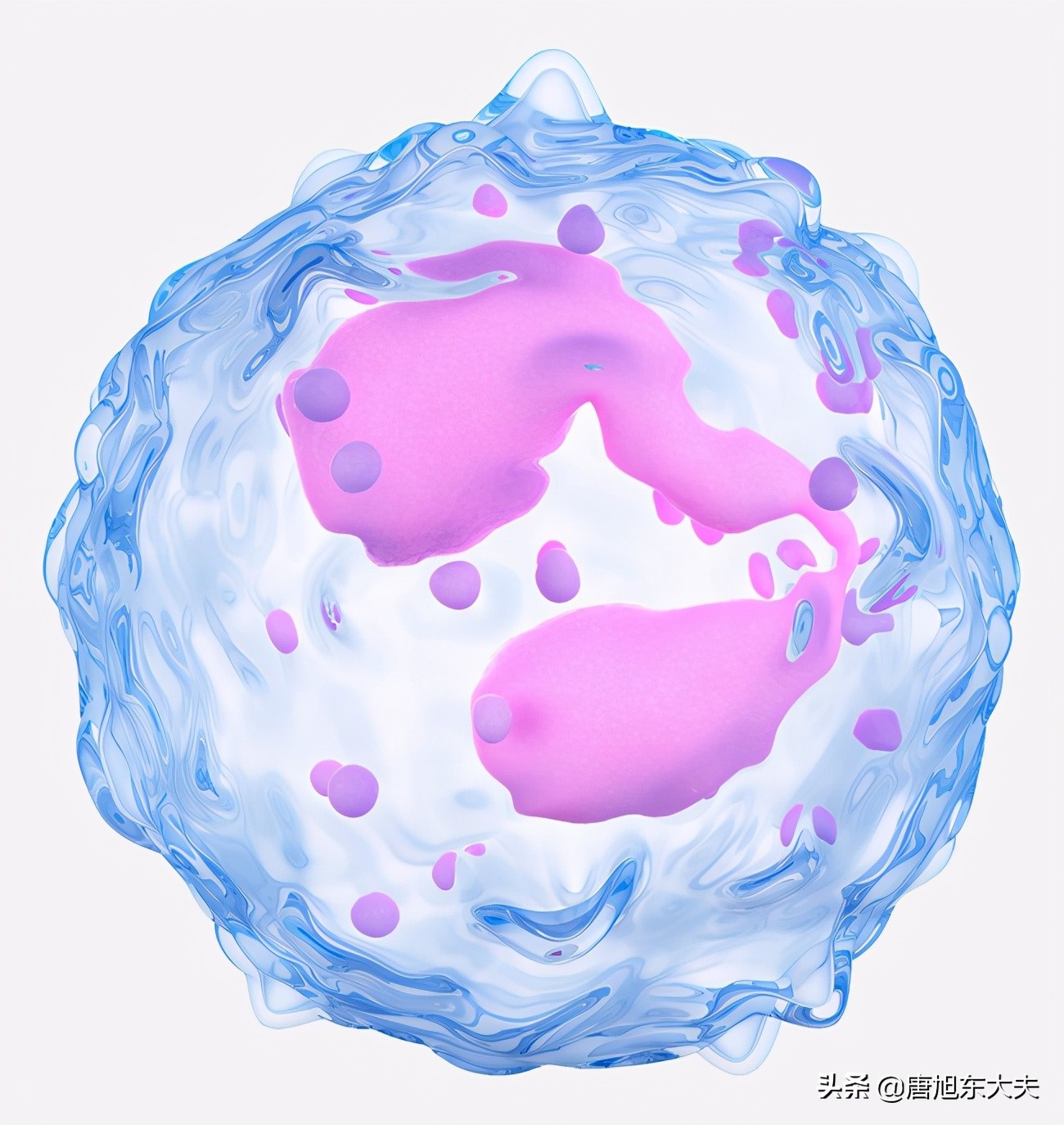 白细胞偏低的原因及危害猫咪,白细胞偏低的原因及危害