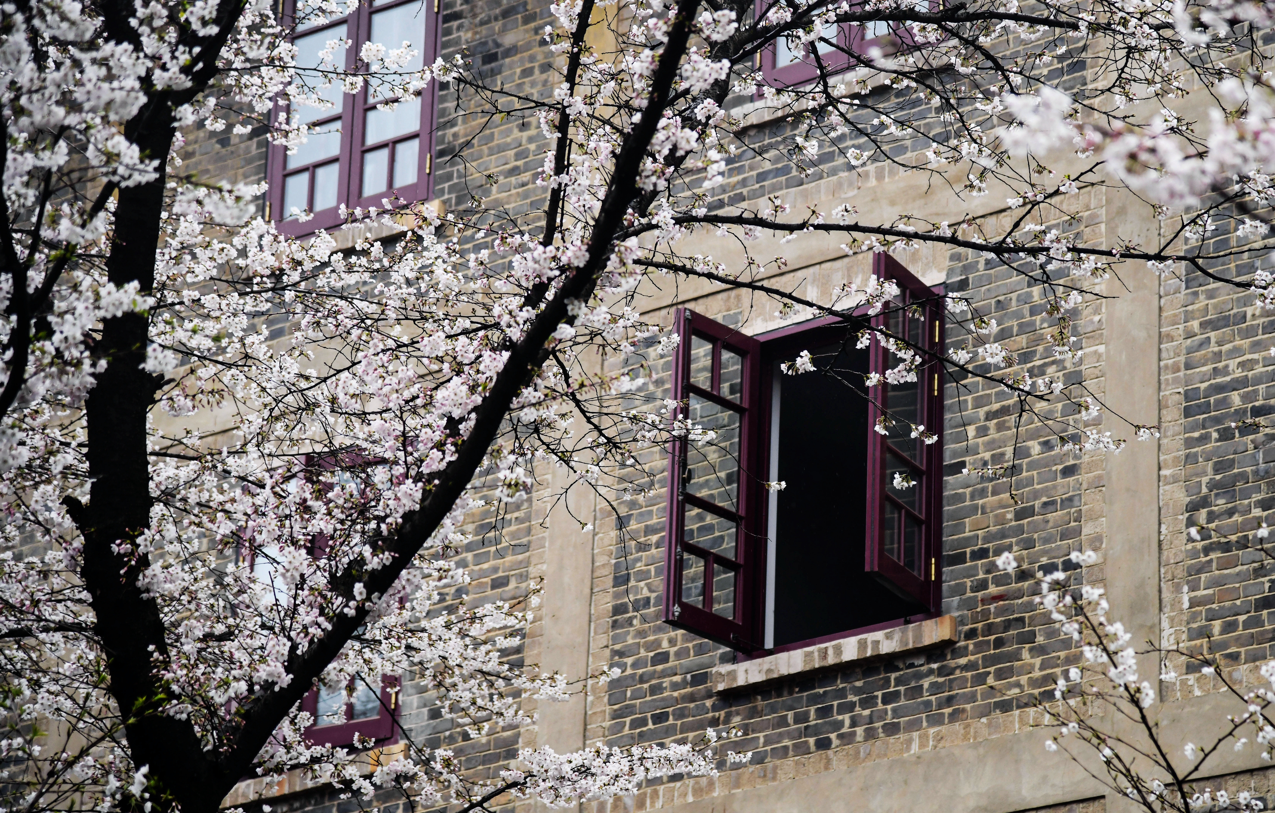 武大樱花的特别之处,武大樱花与南京樱花哪个好看