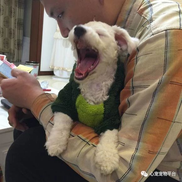 小狗细小胰腺炎,狗狗细小加胰腺炎在家怎么治