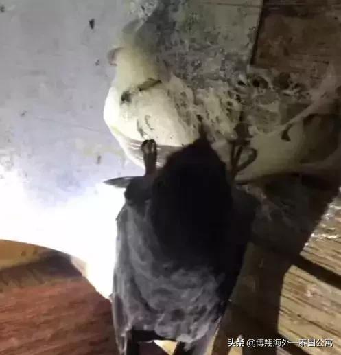 泰国燕窝和马来西亚哪个好,泰国燕窝马来燕窝外表差别