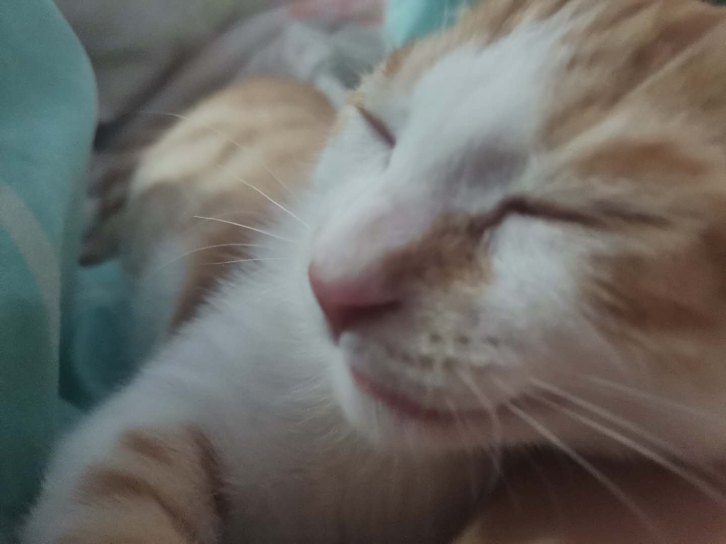 调教猫咪快速不叫的方法和预防猫咪爬床的办法