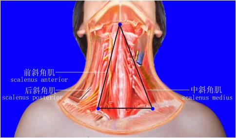 前中斜角综合症,前中斜角肌间沟有多长