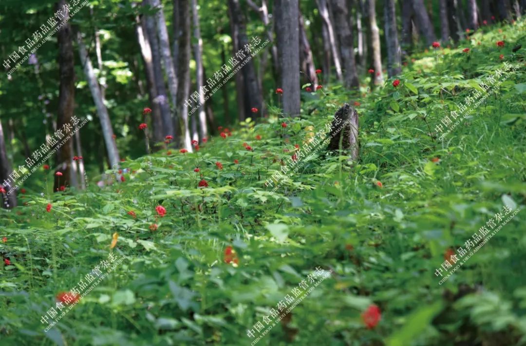 本草知识人参,本草中国视频感悟