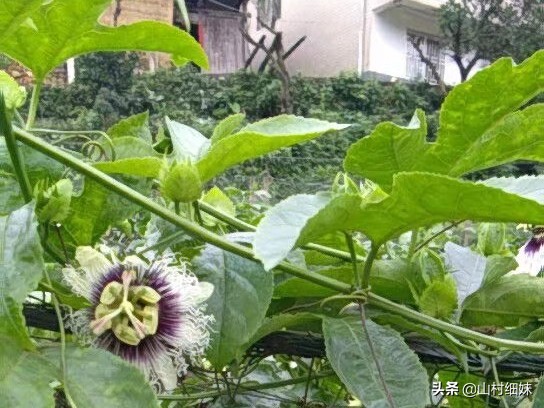 如何种植又大又好吃百香果,农家自己种的百香果