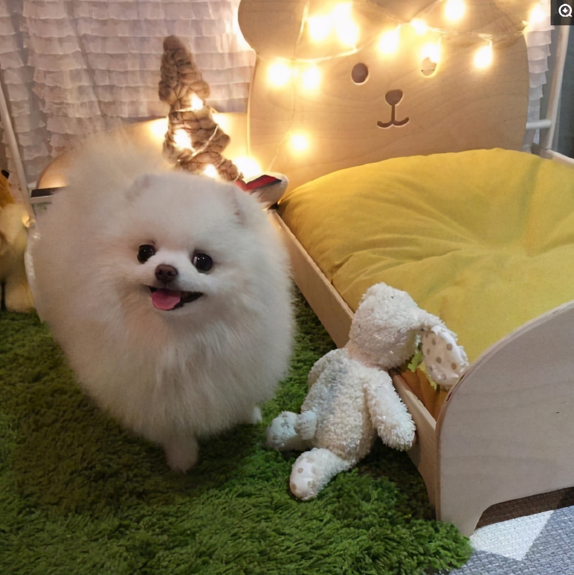 博美的肠胃好不好,博美肠胃不好吃什么药