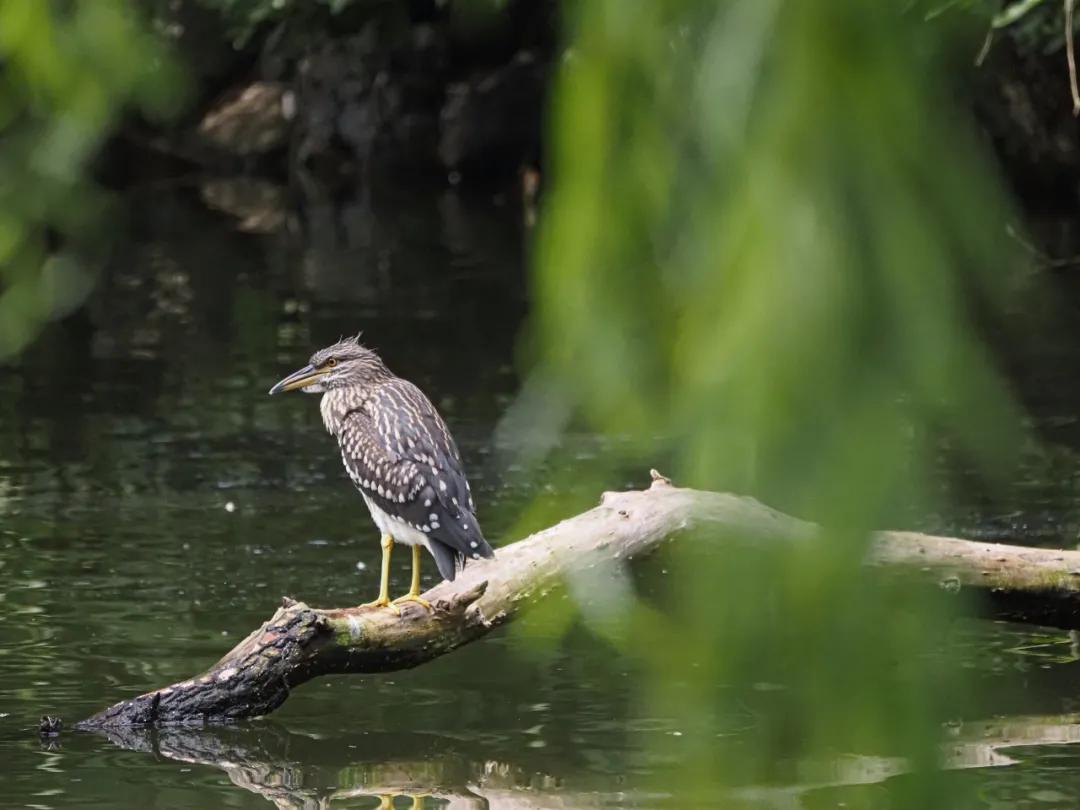奥林巴斯150-400f4.5开箱,奥林巴斯100-600