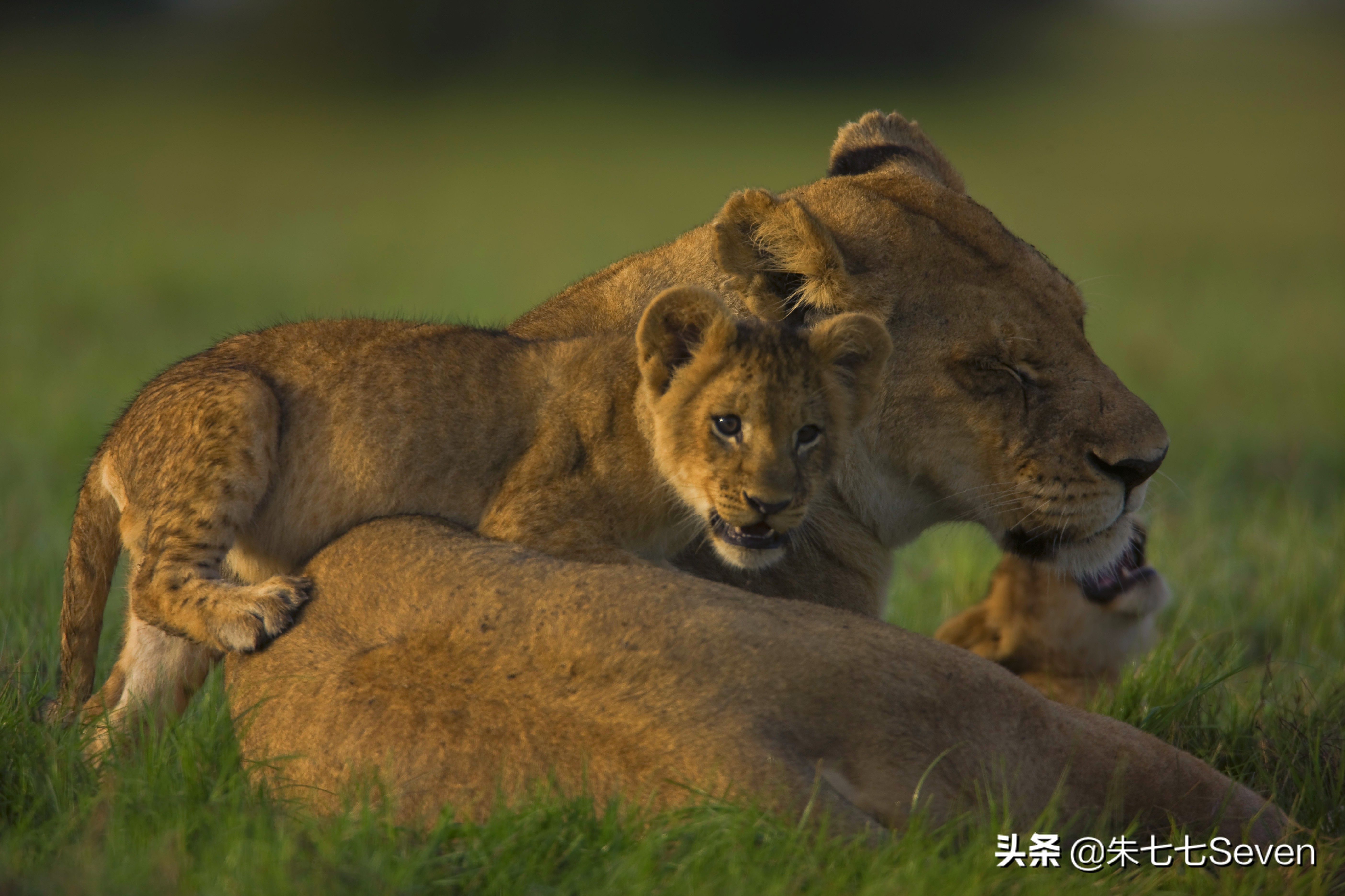 东非野生动物大迁徙,东非动物大迁徙