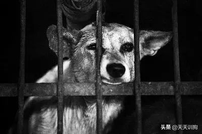 当你不想养狗的时候要怎么办呢,没有足够的心理准备不要养狗