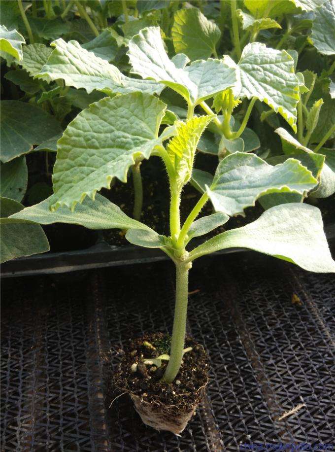 南方夏季大棚垄沟种植甜瓜,大棚日本甜宝甜瓜种植视频