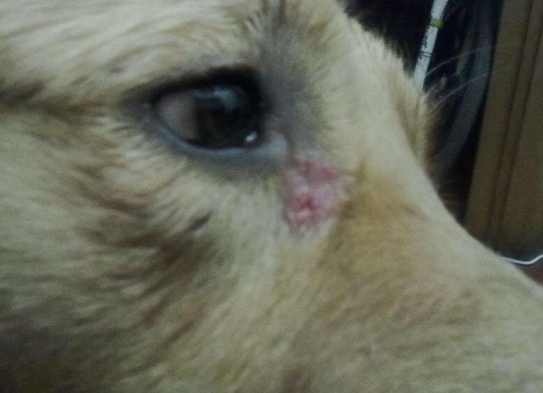 金毛幼犬眼睛总是有眼屎是怎么了,金毛眼屎多还吐了怎么回事