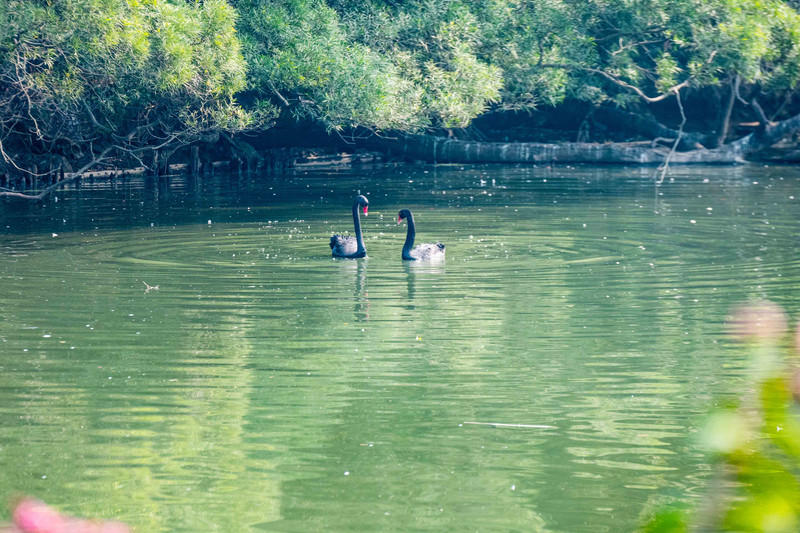 玩转广州长隆野生动物世界之行,广州长隆动物世界游玩攻略图