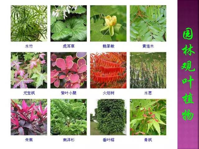 花卉大全500种观叶植物名称,1332种常见花卉植物图谱