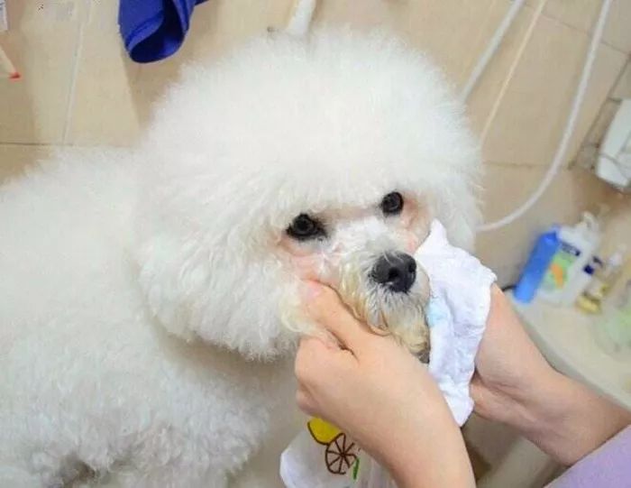 辟谣，爱宠泪痕重并非纯粹食物原因，主人需对症治疗五种特殊情况