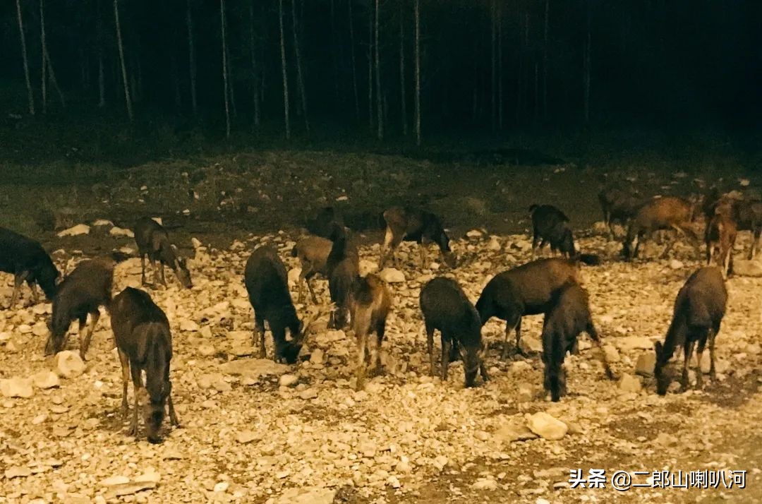 鎶婇鏅粰甯﹁蛋,鎶婂ス甯﹁蛋