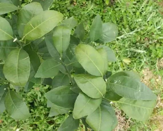 柑橘老叶向内卷是什么原因,柑橘卷叶解决方案之一