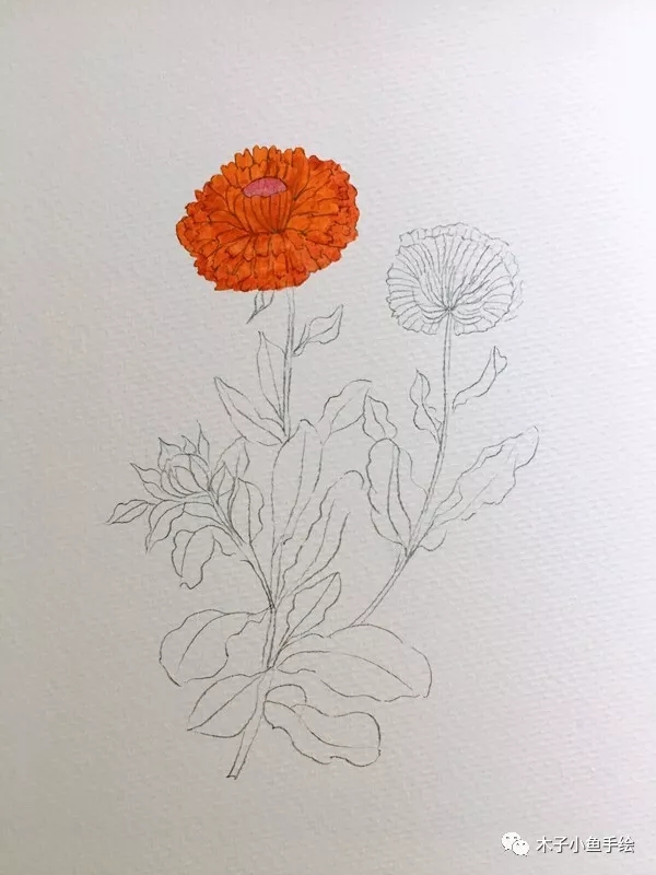 如何用水彩画落叶菊,水彩画初学者花教程步骤图片