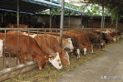 牛养殖疾病处理,牛养殖技术及管理