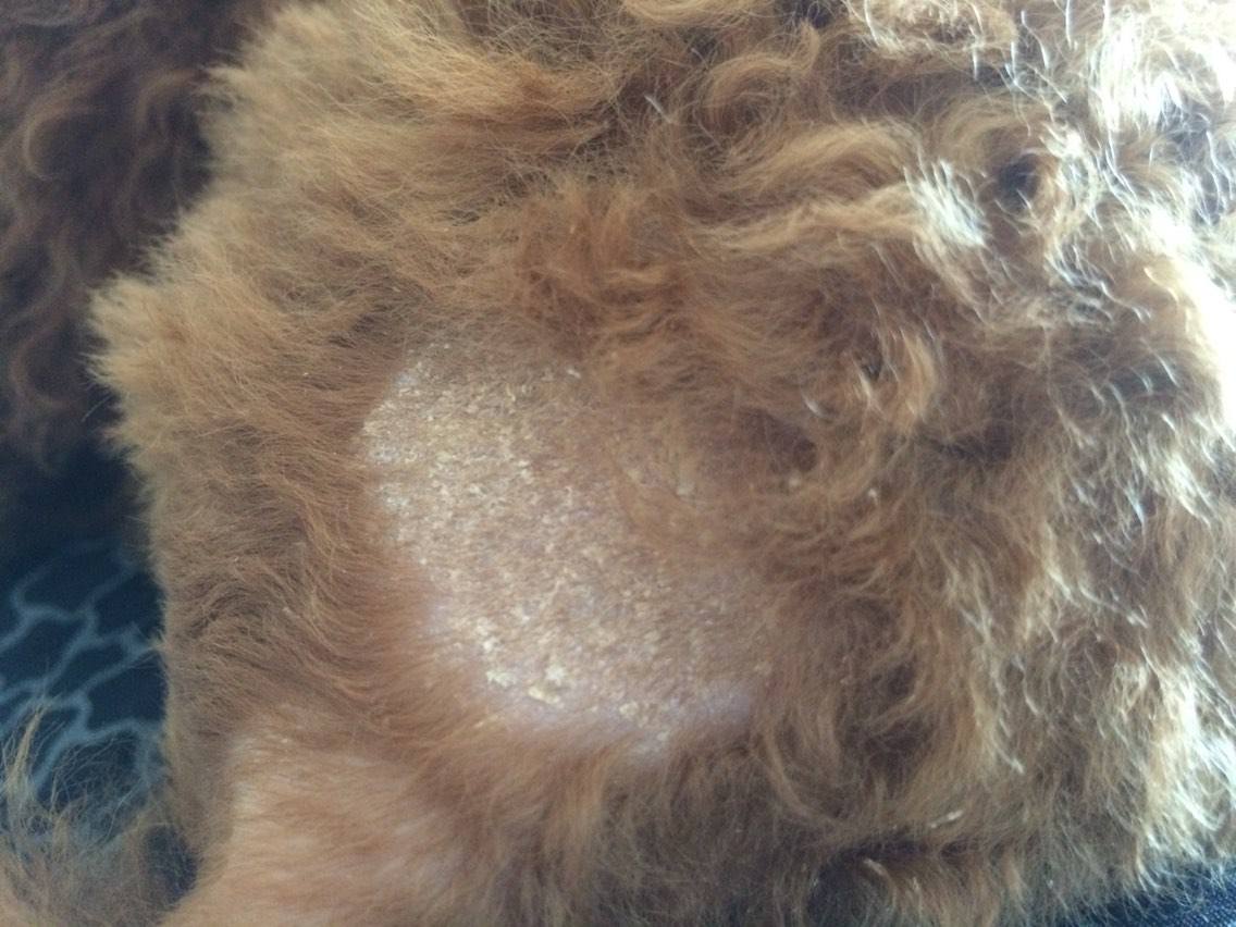 狗狗有皮屑的原因及处理方法,狗狗身上有皮屑和掉毛用什么药