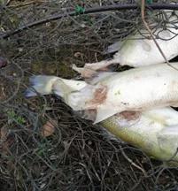 加州鲈苗期的病害,加州鲈鱼病害防治法