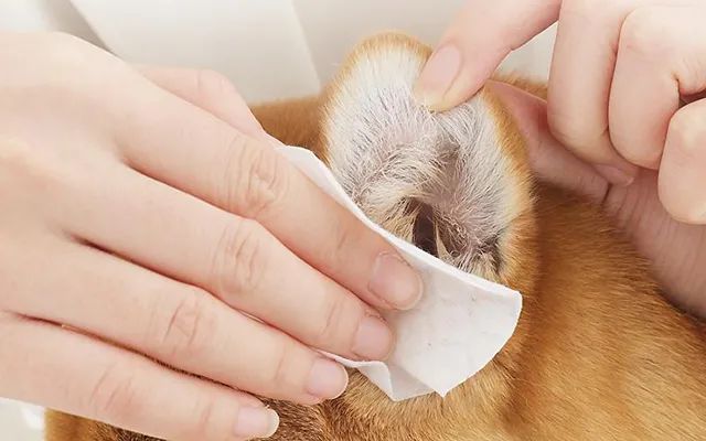 又一只狗被棉签掏聋:主人处理的方法,比耳螨更可怕