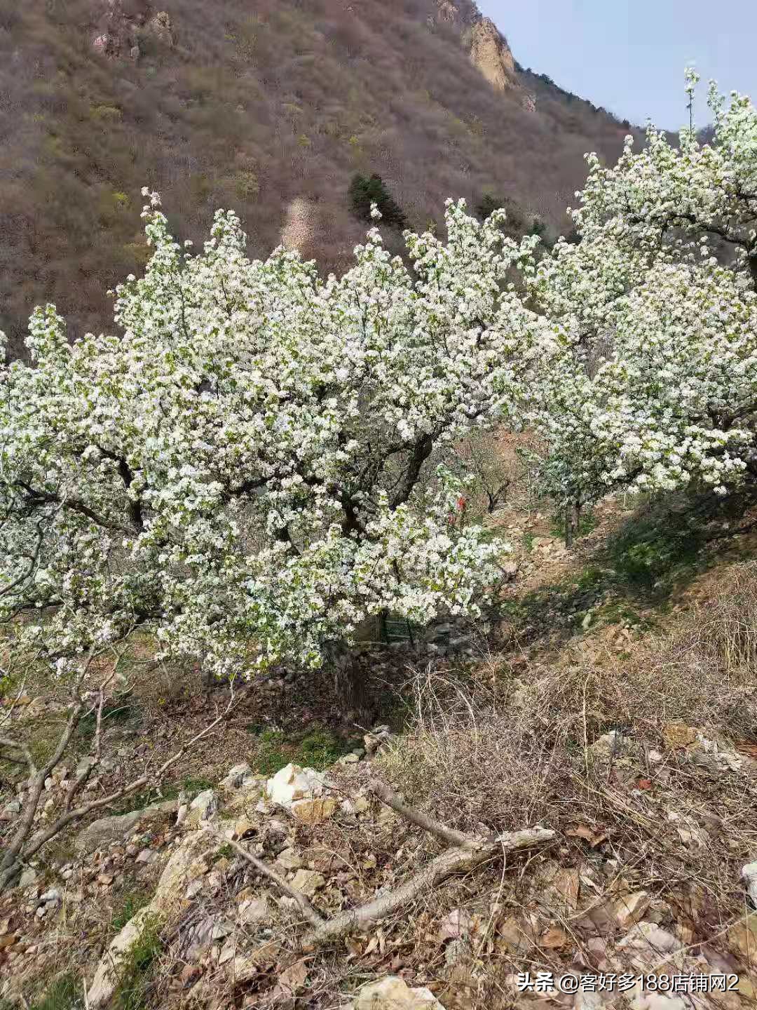 蓟县八仙山梨园春农家院电话,蓟县八仙山山里人家农家院