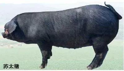 本土猪灭绝背后的故事,中国土猪要灭绝吗