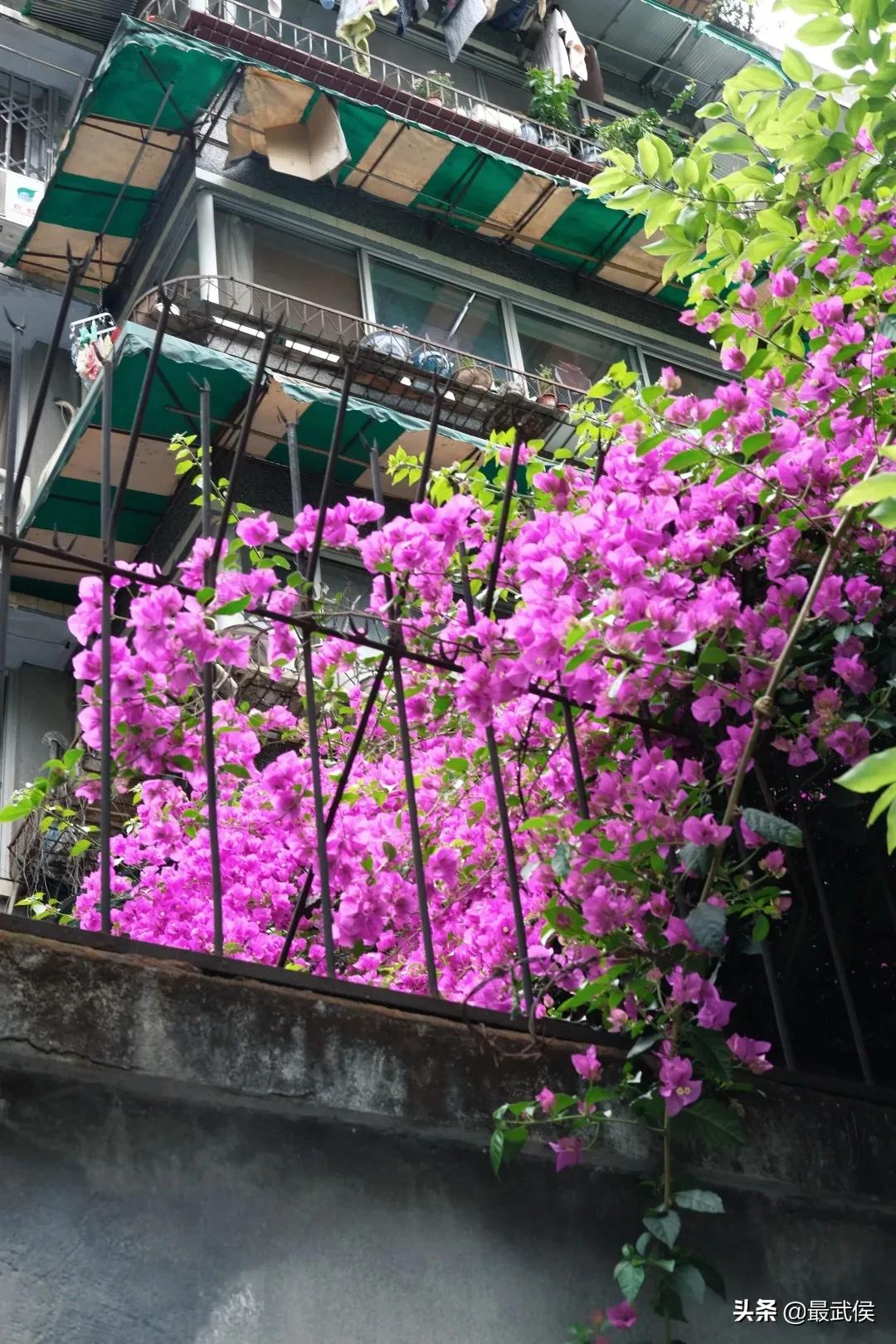 少陵路属于什么街道,三年前少陵路