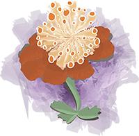 甲骨文java版本,java之父甲骨文