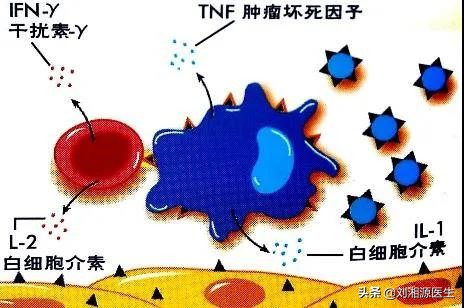 「免疫相关不良妊娠答疑解惑45」——抗TNF-α生物制剂