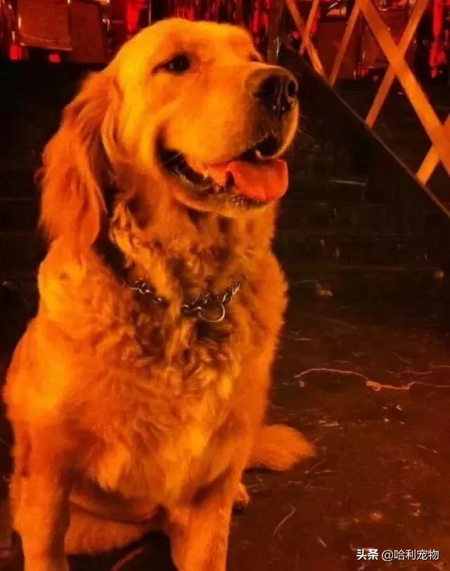 金毛到底有多聪明,金毛聪明排名第几