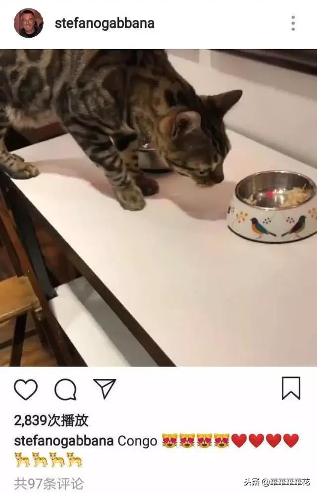 现在的杜嘉班纳怎么样,杜嘉班纳最新优惠