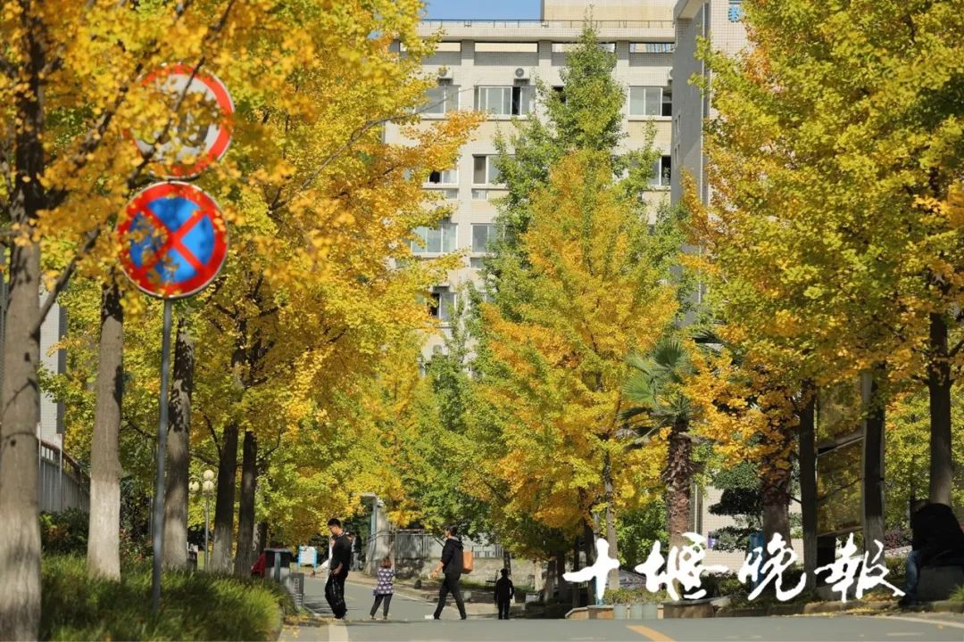 十堰银杏风景区在哪里,十堰银杏景点