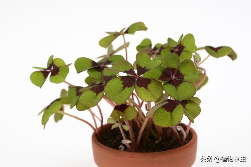 家庭养花如何浇水施肥视频,什么是干湿交替浇水法